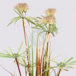 Planta Papiro Dandelion 130Cm - Imagen 3