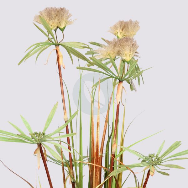 Planta Papiro Dandelion 130Cm - Imagen 3