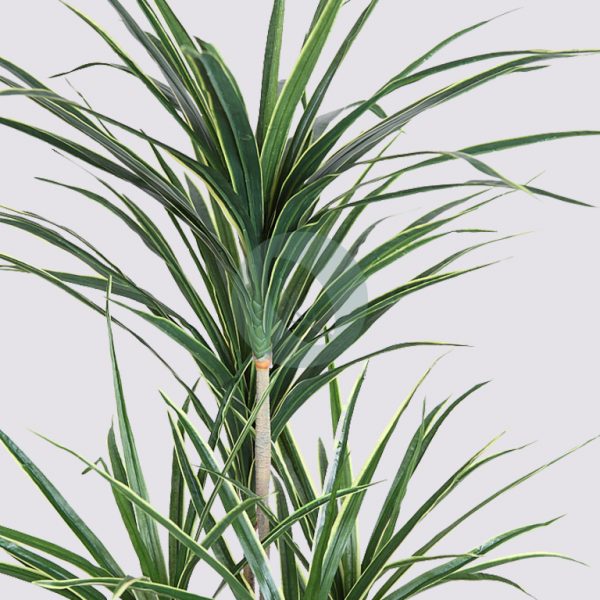 72022_2.jpg Yuca Artificial 145 Cm - Imagen 2