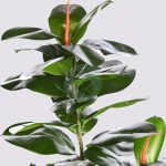 Arbol De Ficus Artificial 130Cm - Imagen 2