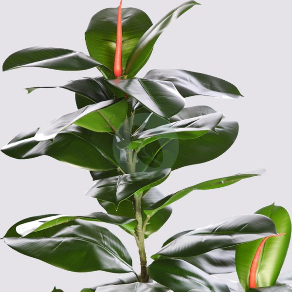 AD0659.10_2.jpg Arbol De Ficus Artificial 130Cm - Imagen 2