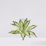 PLANTA DIFFEMBACHIA CAMILA ARTIFICIAL 45CM