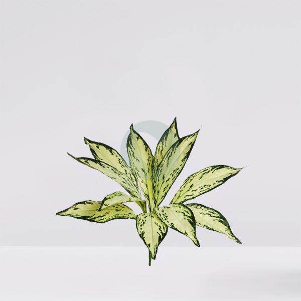 AD0768.10.jpg PLANTA DIFFEMBACHIA CAMILA ARTIFICIAL 45CM - Imagen 1