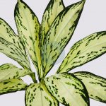 PLANTA DIFFEMBACHIA CAMILA ARTIFICIAL 45CM - Imagen 2