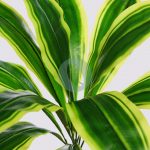 DRACENA ARTIFICIAL 44CM - Imagen 2