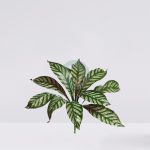 APELANDRA ARTIFICIAL 40CM