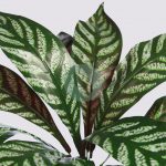 APELANDRA ARTIFICIAL 40CM - Imagen 2