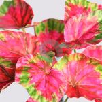 Coleo Artificial 25Cm - Imagen 2