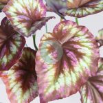 PLANTA COLEO ARTIFICIAL 25CM - Imagen 2