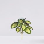 PLANTA CALATEA VEITCHIANA 25CM