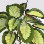 PLANTA CALATEA VEITCHIANA 25CM - Imagen 2