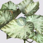 SINGONIO ARTIFICIAL 25CM - Imagen 2