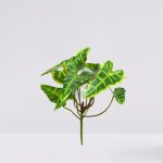 PLANTA SINGONIO FLECHA 25CM