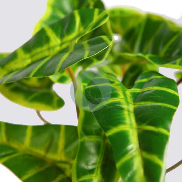 PLANTA SINGONIO FLECHA 25CM - Imagen 2