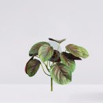 Planta Calatea Artificial 25Cm