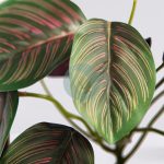 Planta Calatea Artificial 25Cm - Imagen 2