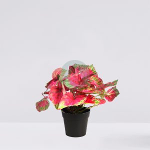 Maceta Coleo Artificial 25Cm