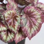 MACETA COLEO ARTIFCIAL 25CM - Imagen 2