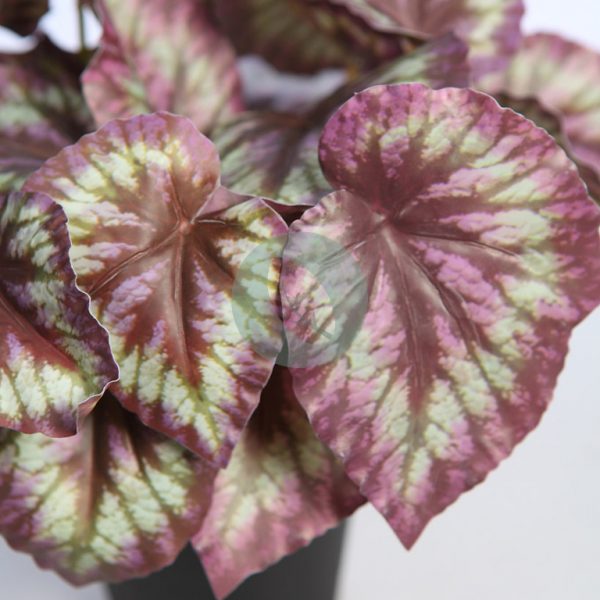 MACETA COLEO ARTIFCIAL 25CM - Imagen 2