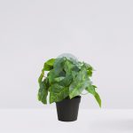 MACETA SINGONIO ARTIFICIAL 25CM