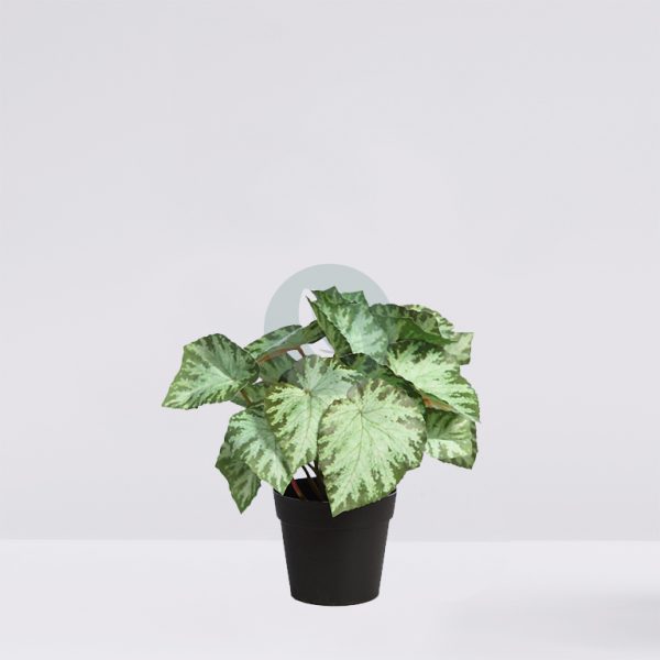 AD0776M.FX2_.jpg MACETA SINGONIO VARIEGATA 25CM - Imagen 1