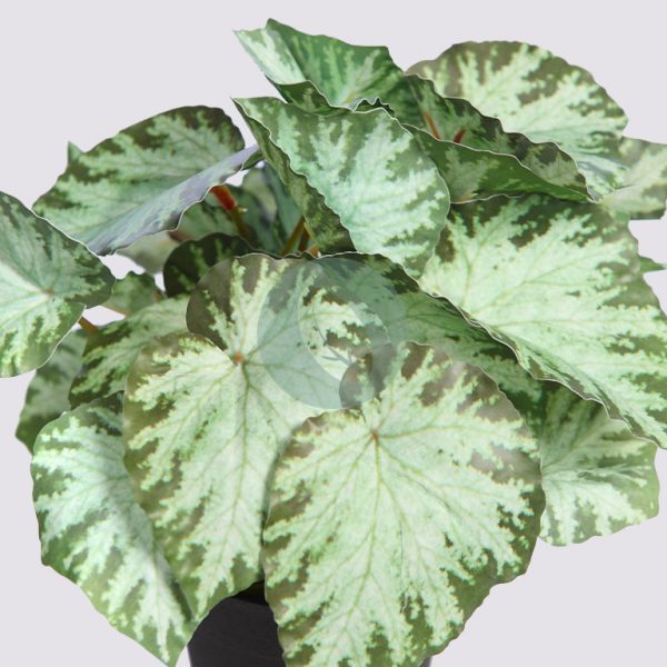 AD0776M.FX2_2.jpg MACETA SINGONIO VARIEGATA 25CM - Imagen 2