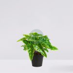 MACETA SINGONIO FLECHA 25CM