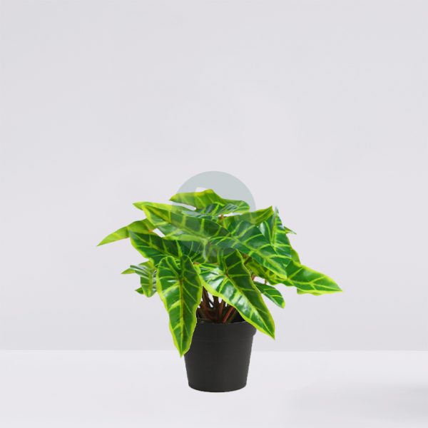 MACETA SINGONIO FLECHA 25CM - Imagen 1