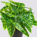 MACETA SINGONIO FLECHA 25CM - Imagen 2