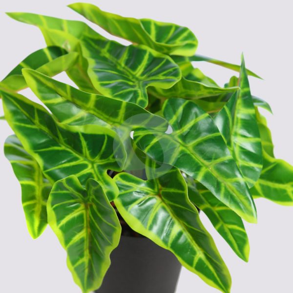 MACETA SINGONIO FLECHA 25CM - Imagen 2