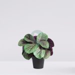 Maceta Calatea Artificial 25Cm