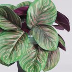 Maceta Calatea Artificial 25Cm - Imagen 2