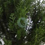 SETO TUYA ARTIFICIAL 50CM - Imagen 2