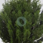 SETO TUYA ARTIFICIAL 90CM - Imagen 2