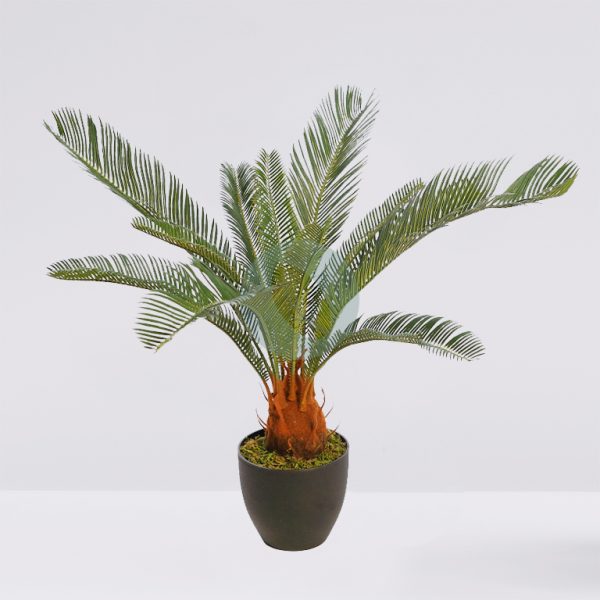 B225TR.jpg CYCAS CON MACETA 60CM - Imagen 1