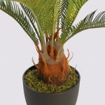 CYCAS CON MACETA 60CM - Imagen 2