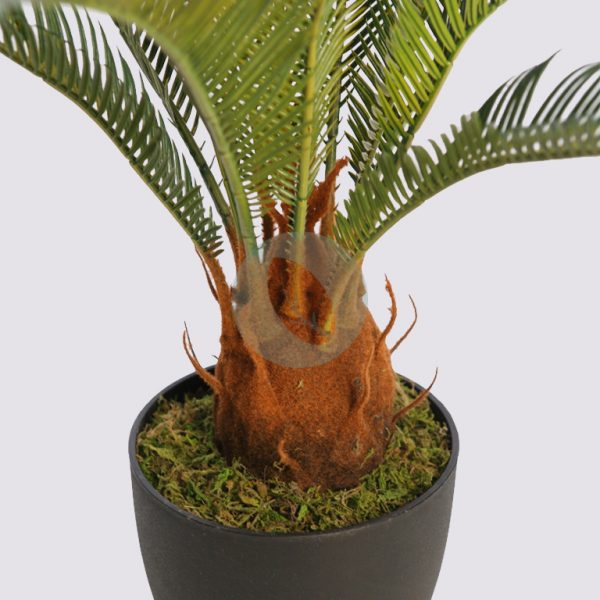 CYCAS CON MACETA 60CM - Imagen 2