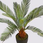 CYCAS CON MACETA 60CM - Imagen 3