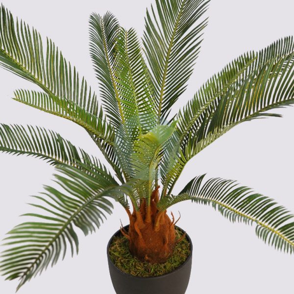 CYCAS CON MACETA 60CM - Imagen 3