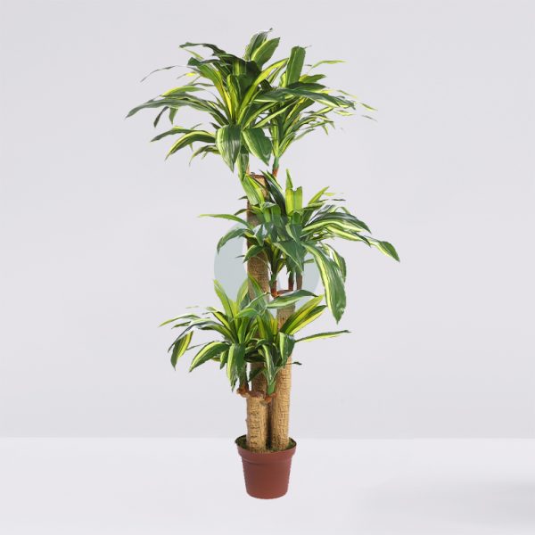 DRACENA ARTIFICIAL EN MACETA 135CM - Imagen 1