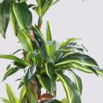 DRACENA ARTIFICIAL EN MACETA 135CM - Imagen 2