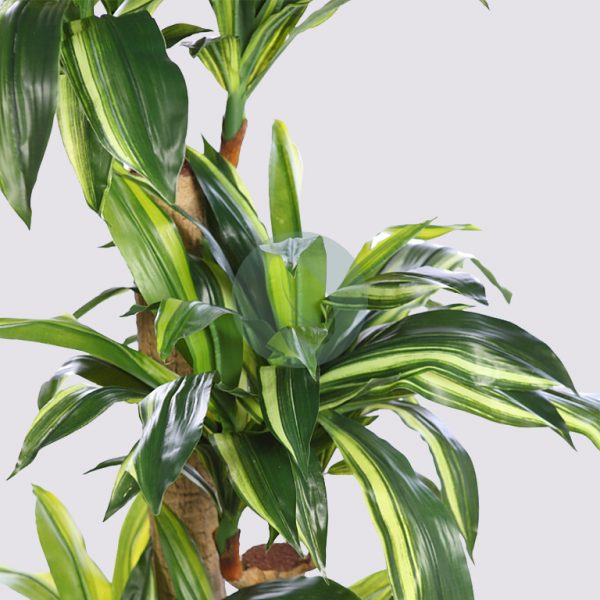 DRACENA ARTIFICIAL EN MACETA 135CM - Imagen 2