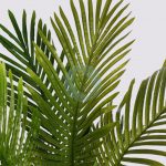 Palmera Areca 95Cm - Imagen 2