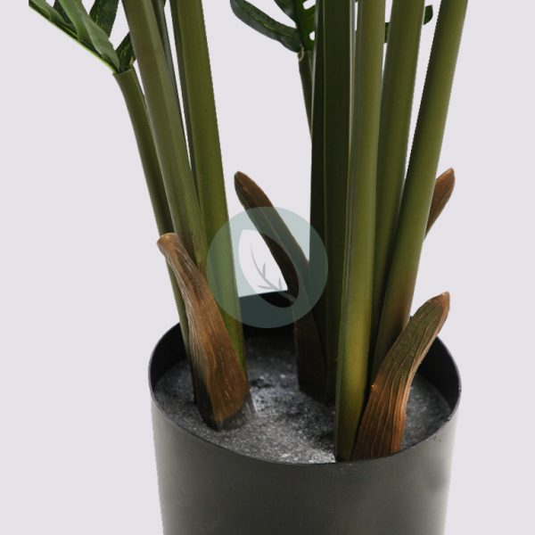 Palmera Areca 95Cm - Imagen 3