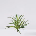 Planta Cinta Clorofito Artificial 38Cm