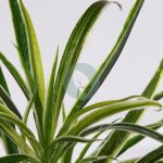 Planta Cinta Clorofito Artificial 38Cm - Imagen 2