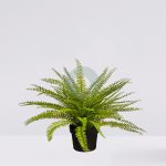 PLANTA DE HELECHO EN MACETA 45CM