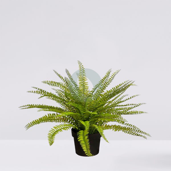 PLANTA DE HELECHO EN MACETA 45CM - Imagen 1