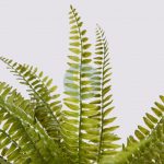 PLANTA DE HELECHO EN MACETA 45CM - Imagen 2