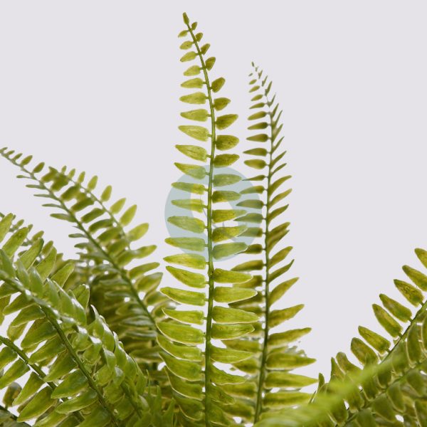 PLANTA DE HELECHO EN MACETA 45CM - Imagen 2